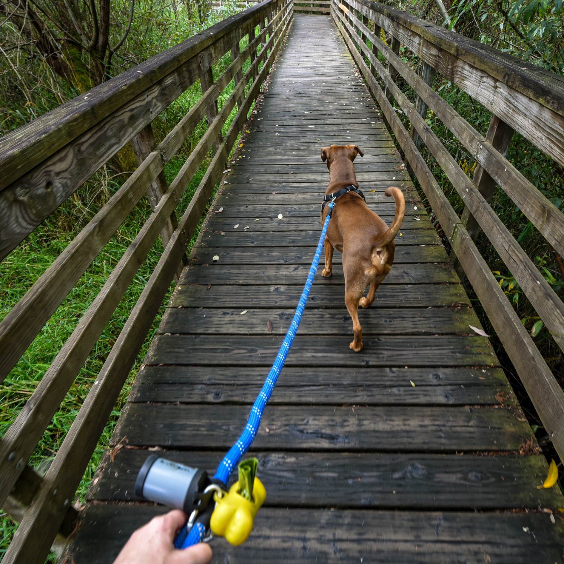 Dog friendly Trails on Bainbridge Island