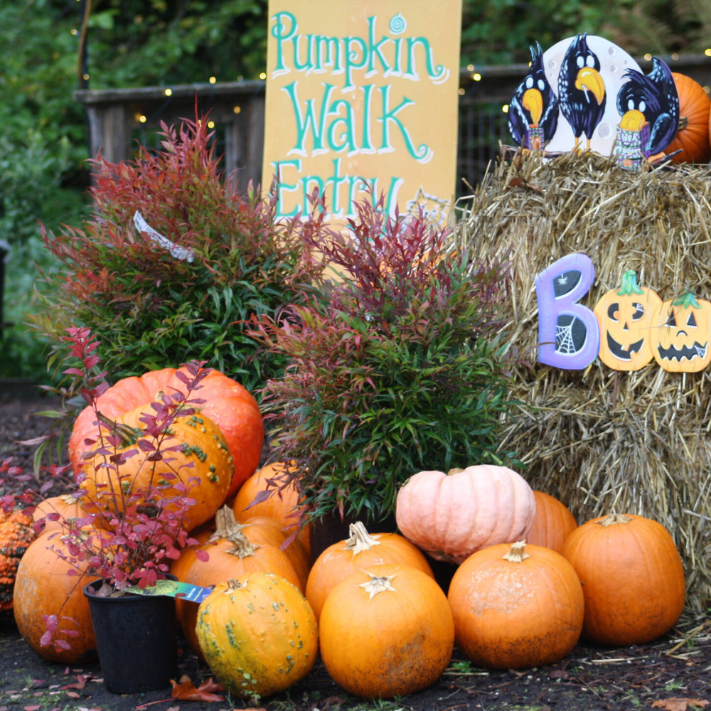 Bainbridge Gardens Pumpkin Walk Bainbridge Island WA